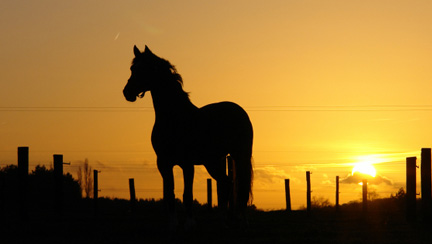 }Buy and Sell horses in an easy way. Find horses for sale of any breed or offer a horse in our horse market. There is a wide range of horses, from sport horse up to leisure horse of every breed.  Caballo Horsemarket helps you find the right horse or an appropriate new owner for your best.