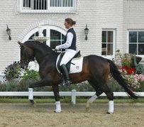 Trakehner Pferd