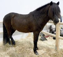 Aegidienberger Horse
