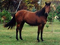 Azteke Pferd