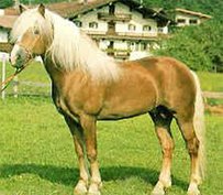 Avelignese Horse