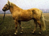 Banker Horse Horse