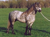 Dales Pony Horse