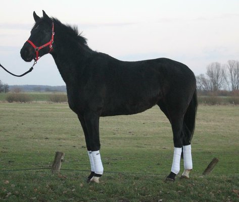 Lady Laurisette