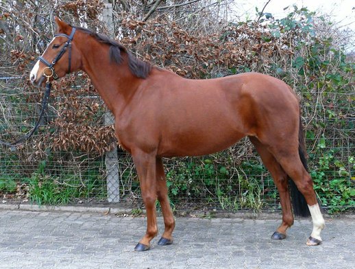 Leistungsstarke Trakehner-Fuchsstute