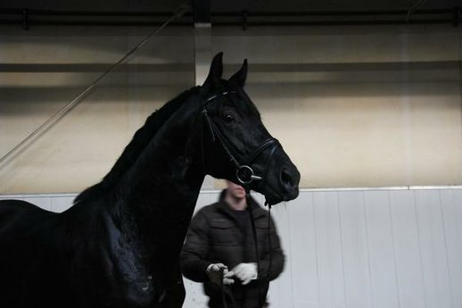 Black young gelding ideal for amateurs