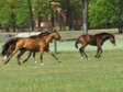 blutgeprägte Trakehnerstute