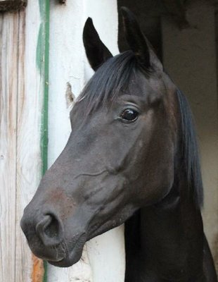 Lady Laurisette