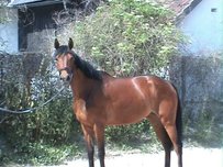 Württemberger Pferd