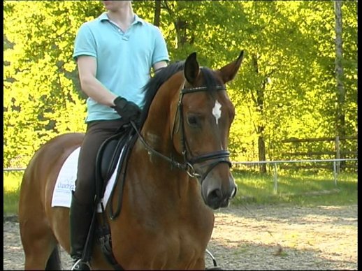 Elegant Dressage horse with talten also fo jumping