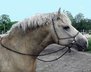 Curly Hengst, absolut sicher, auch von Kindern zu handeln+ reiten