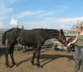 Überdurchschnittlich großer Curly Horse Wallach 